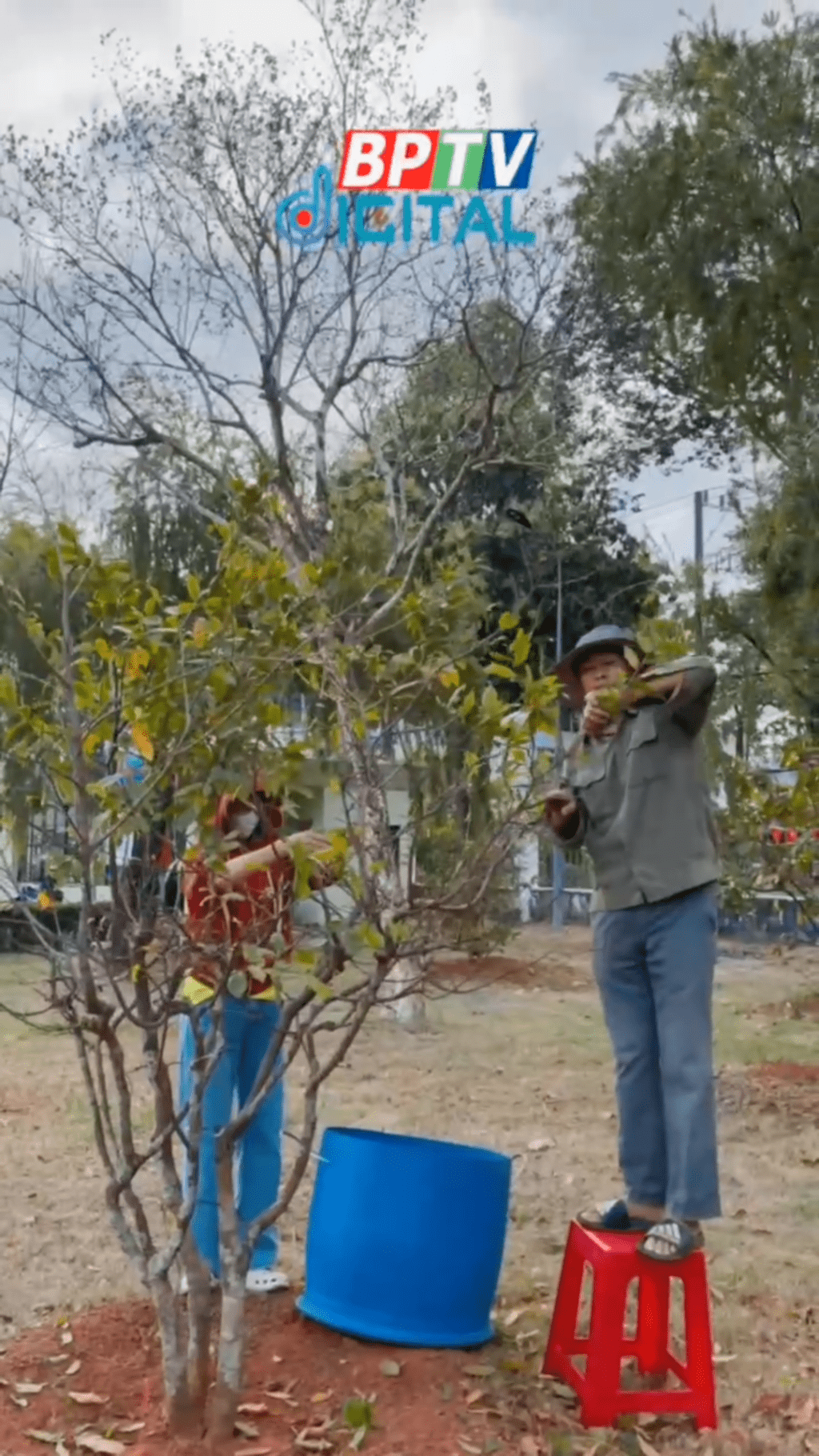 Lặt lá mai đón xuân mới #shorts