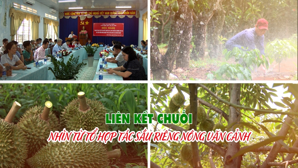 Liên kết chuỗi, nhìn từ tổ hợp tác sầu riêng Nông Văn Cảnh