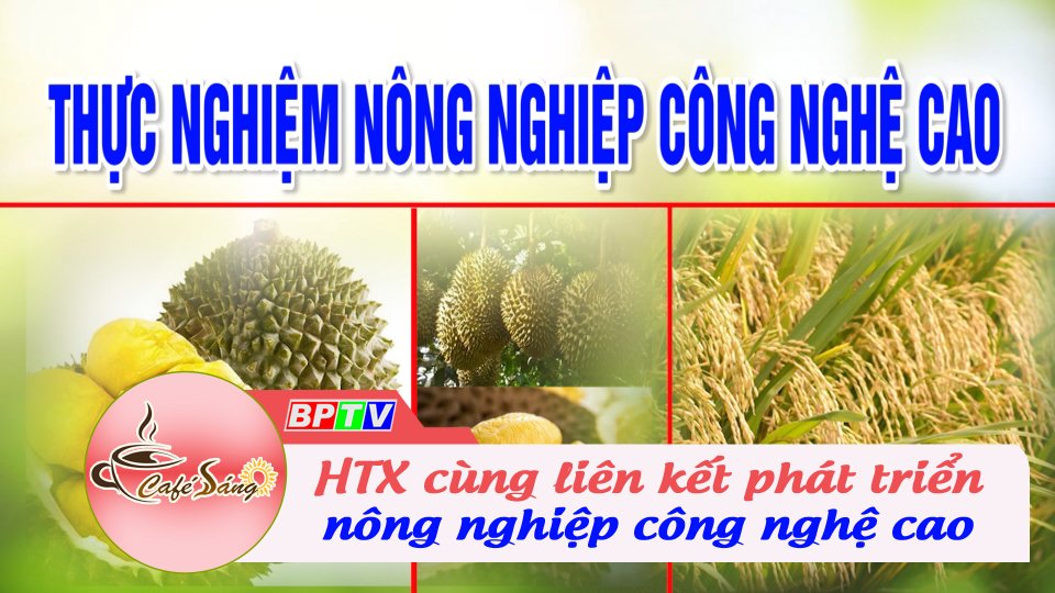 Liên kết hợp tác xã để sản xuất nông nghiệp công nghệ cao | Cà phê sáng 30-7-2022 || BPTV