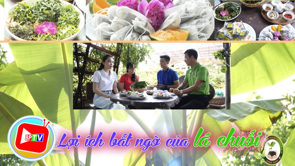 Lợi ích bất ngờ của lá chuối |Khởi nghiệp cùng Hoài Sơn 