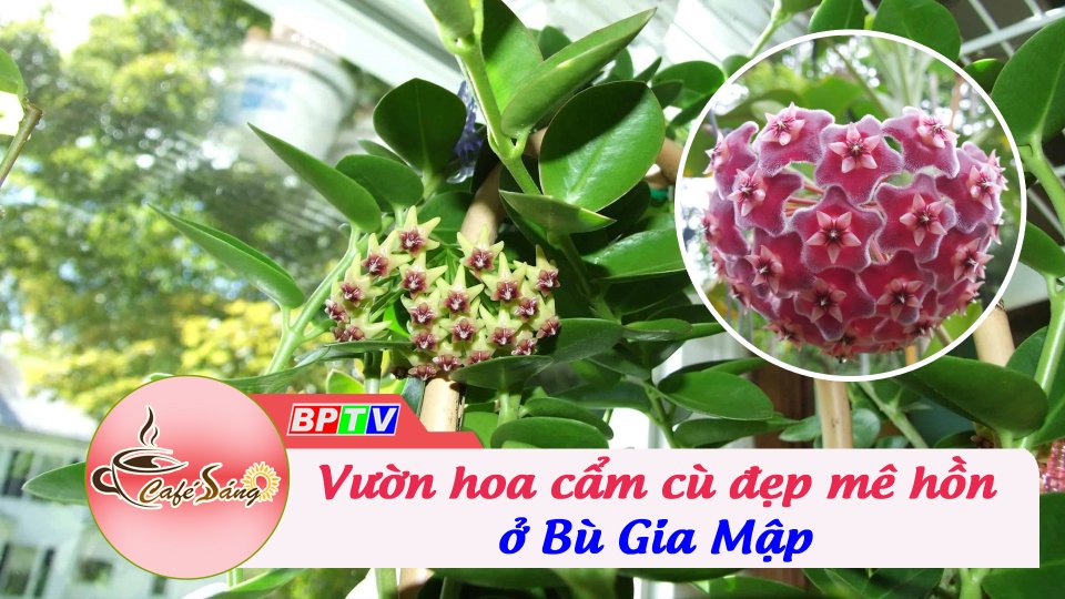 Mãn nhãn với vườn hoa cẩm cù | Cà phê sáng 26-5-2022 | BPTV