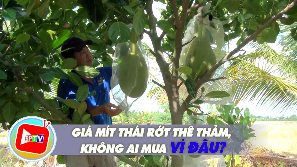 Mít Thái rớt giá bán không ai mua, nhà vườn miền Tây như ngồi trên lửa