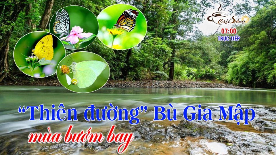 Mùa bướm đẹp ngỡ ngàng tại ‘thiên đường’ Bù Gia Mập|Cà phê sáng 14-4-2022 |BPTV