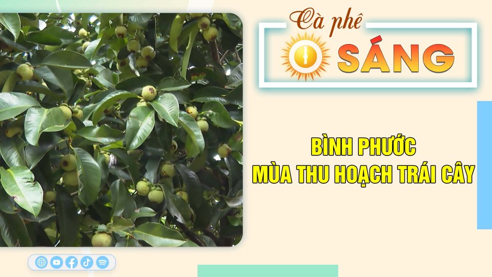 Mùa thu hoạch trái cây ở Bình Phước |Cà phê sáng 1-6-2023 ||BPTV