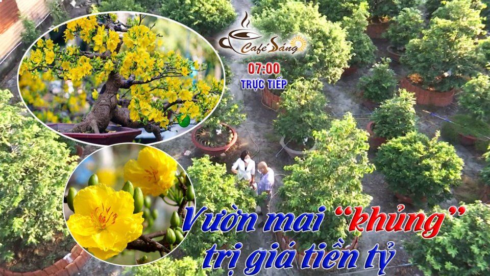 Mục sở thị vườn mai tiền tỷ |Cà phê sáng 9-1-2022 |BPTV