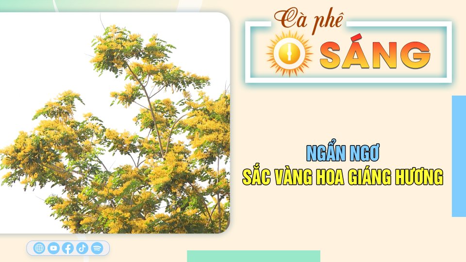 Ngẩn ngơ sắc vàng hoa giáng hương |Cà phê sáng 1-4-2023 ||BPTV