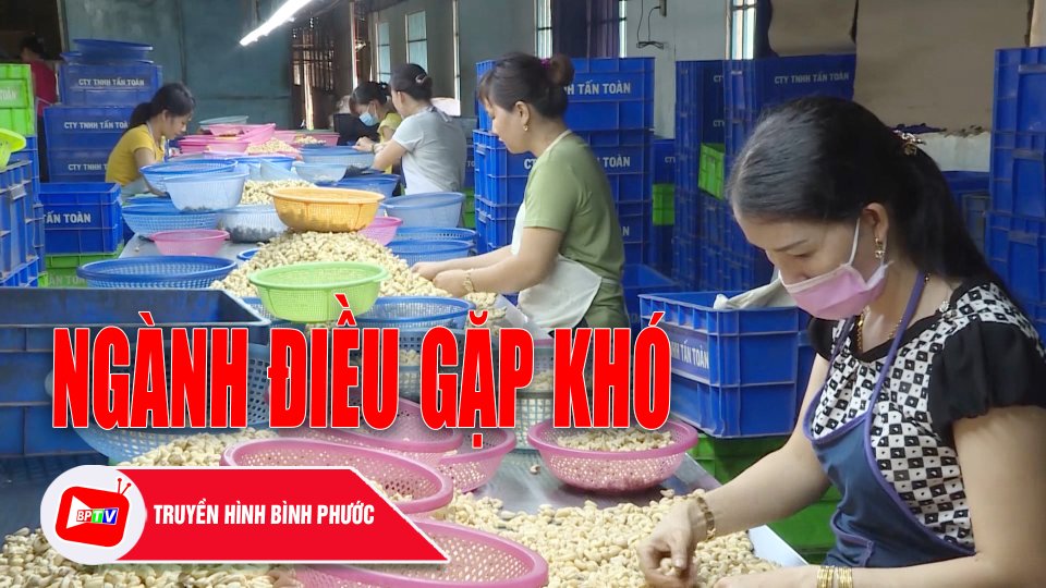 Ngành điều gặp khó |BPTV