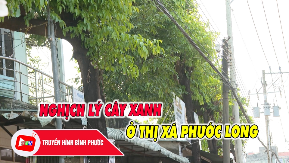 Nghịch lý cây xanh ở thị xã Phước Long |BPTV