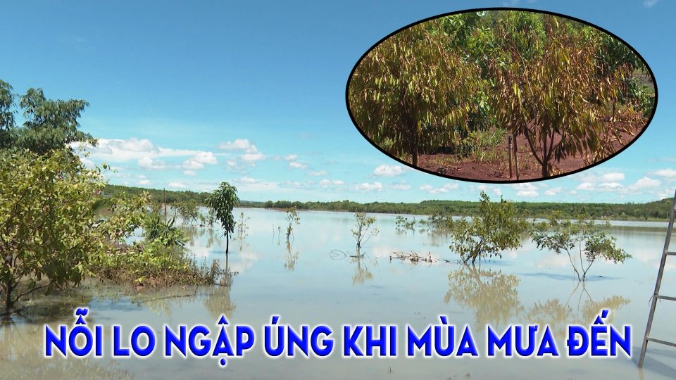 Người dân Bù Đốp lo lắng ngập úng cục bộ tái diễn |BPTV