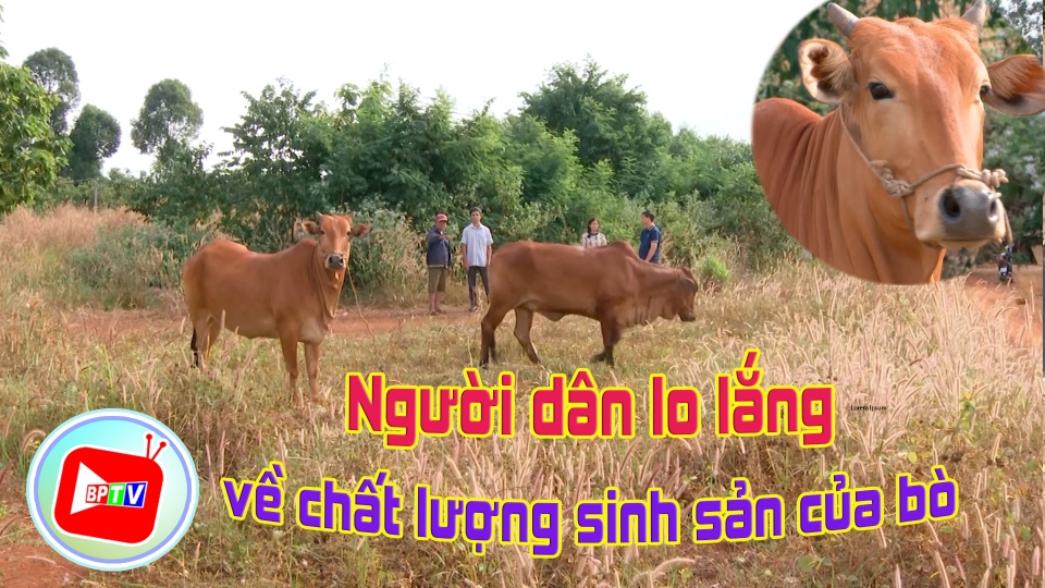 Người dân lo lắng về chất lượng sinh sản của bò giống trong dự án giảm nghèo |BPTV 