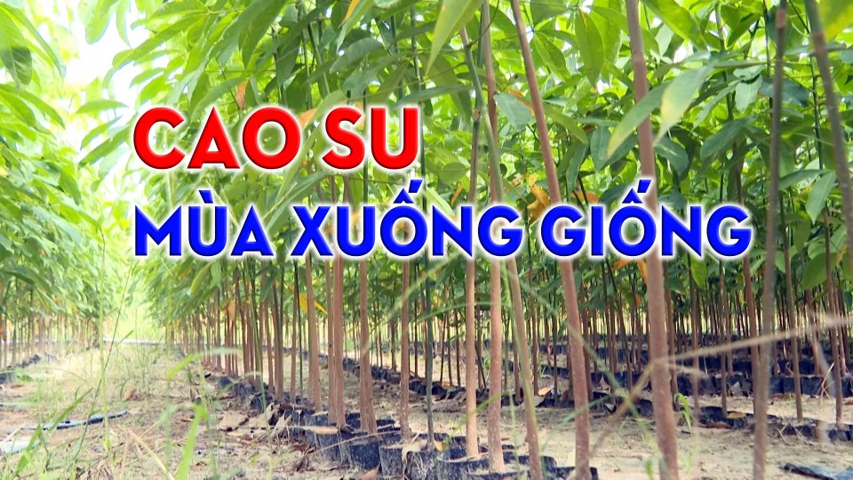 Người trồng cao su giống tất bật vào mùa |BPTV