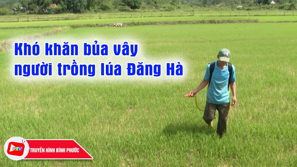 Người trồng lúa Đăng Hà gặp khó |BPTV