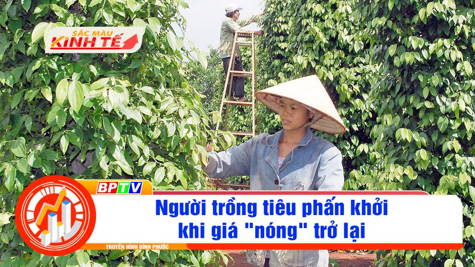 Người trồng tiêu phấn khởi khi giá "nóng" trở lại