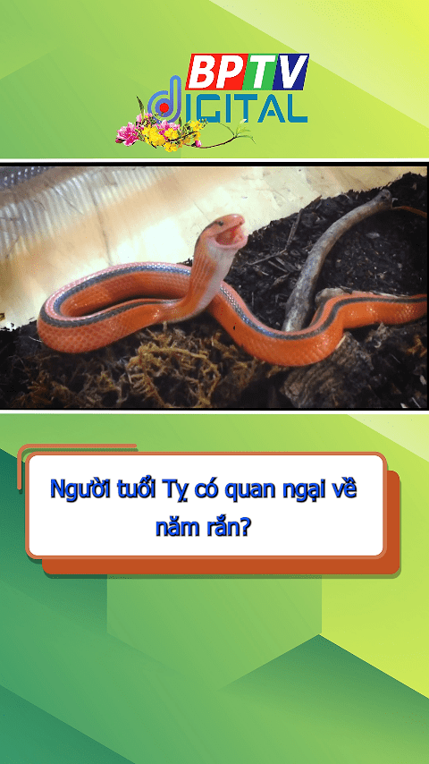 Người tuổi Tỵ quan niệm gì về năm con rắn? #shorts