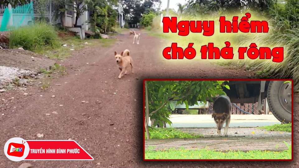 Nguy hiểm chó thả rông |BPTV