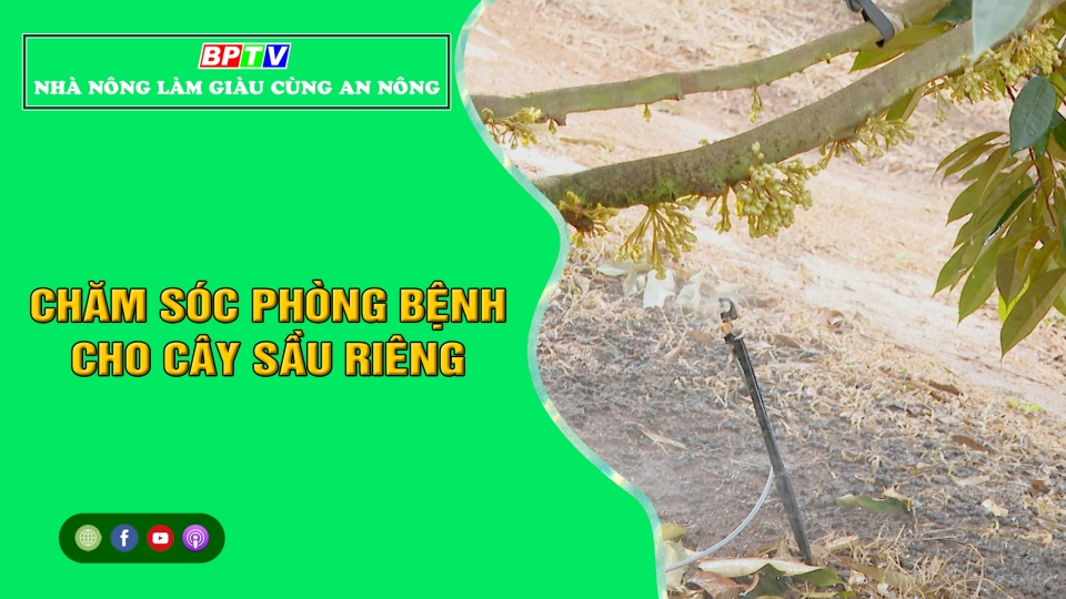 Nhà nông làm giàu cùng An Nông 11-1-2025 |Chăm sóc phòng bệnh cho cây sầu riêng |BPTV