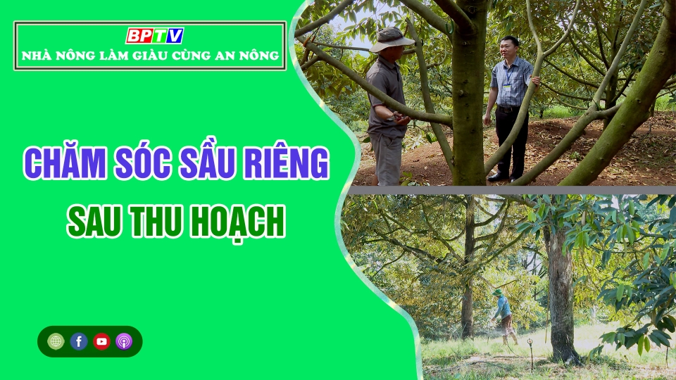 🔴 Nhà nông làm giàu cùng An Nông | Chăm sóc sầu riêng sau thu hoạch