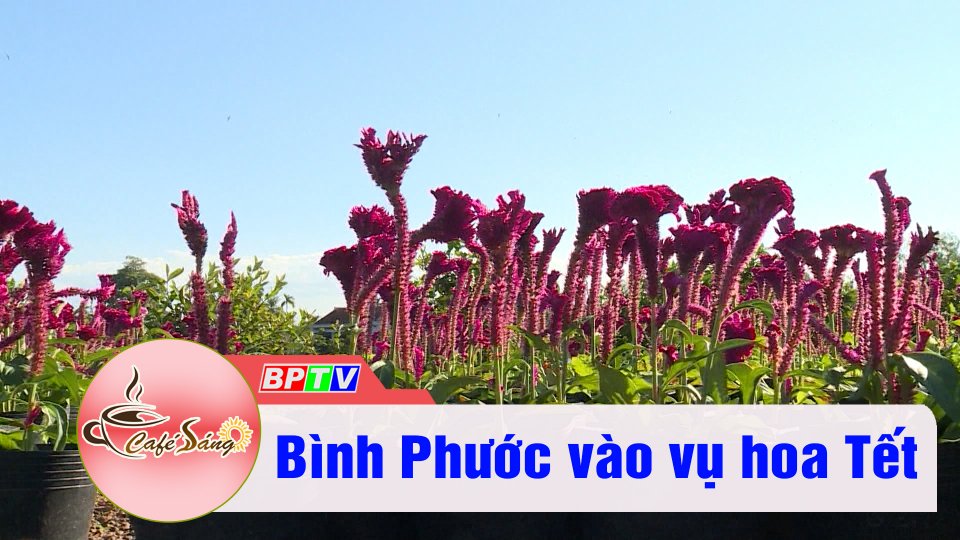 Nhà vườn Bình Phước tất bật mùa hoa Tết | Cà phê sáng 14-1-2022 | BPTV