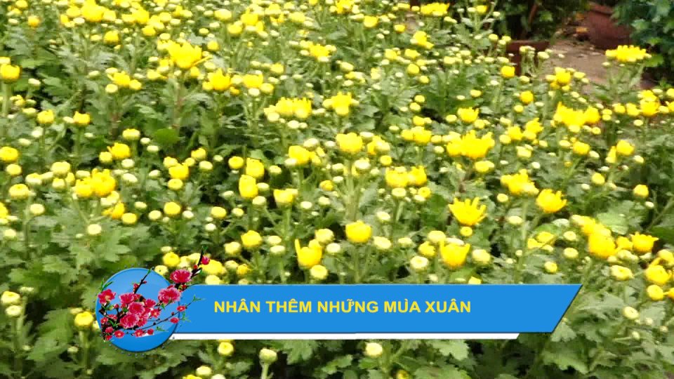 Nhân thêm những mùa Xuân