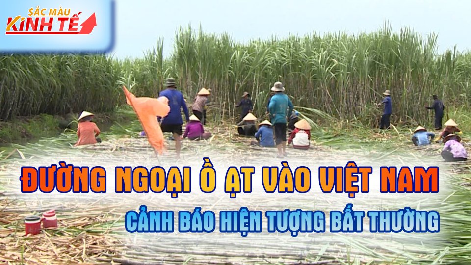Nhập khẩu mía đường tăng vọt bất thường