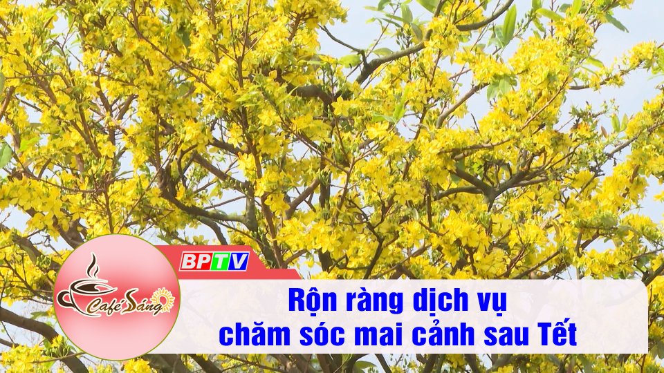 Nhộn nhịp dịch vụ chăm sóc mai kiểng sau Tết | Cà phê sáng 11-2-2022 | BPTV