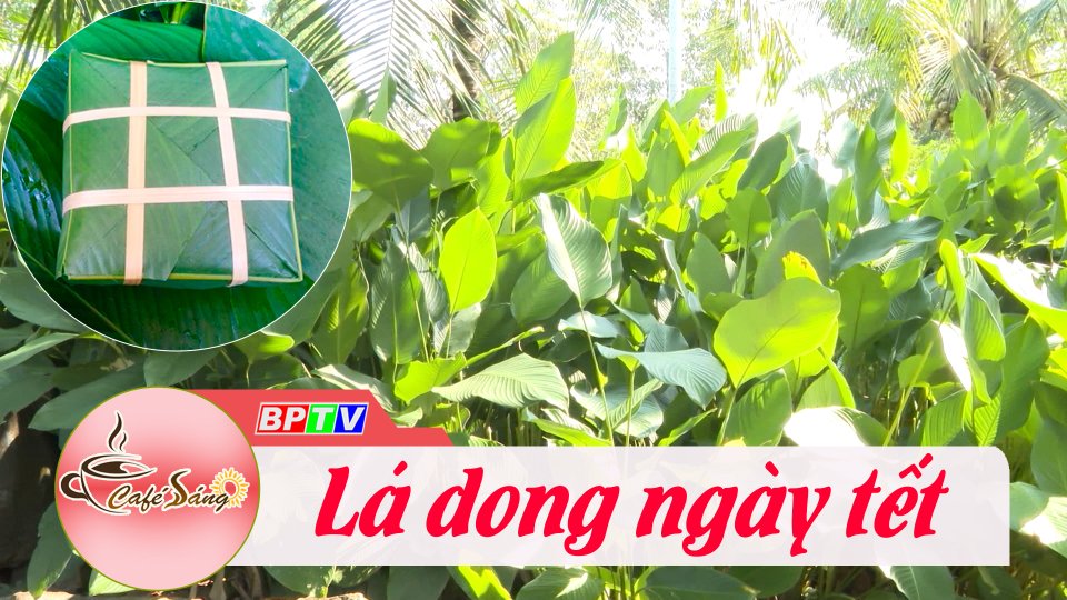 Nhộn nhịp lá dong vào dịp tết |Cà phê sáng 19-1-2023 ||BPTV