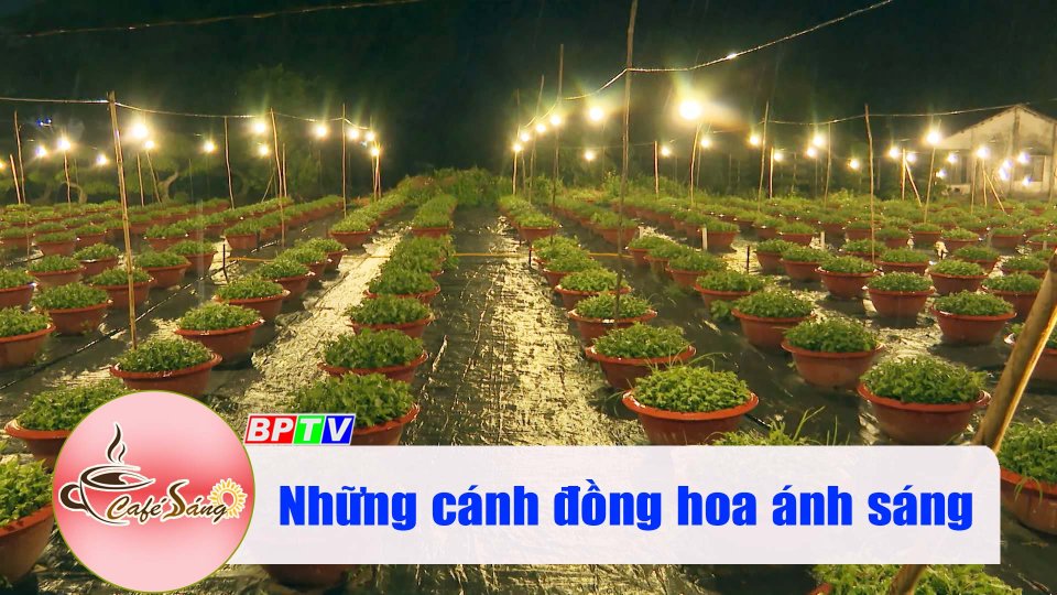 Những cánh đồng hoa ánh sáng |Cà phê sáng 30-10-2022 ||BPTV