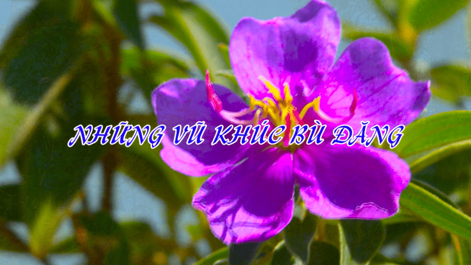 Những vũ khúc Bù Đăng