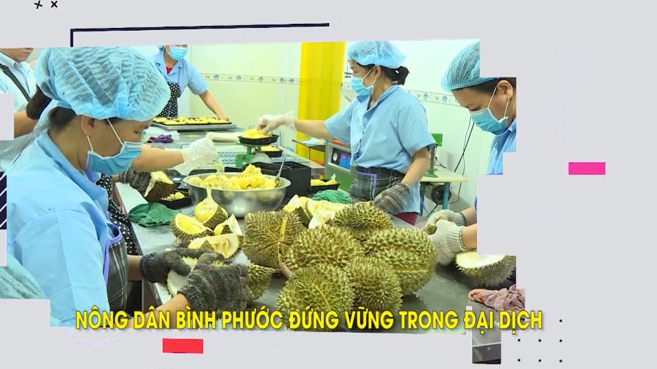  NÔNG DÂN BÌNH PHƯỚC ĐỨNG VỮNG TRONG ĐẠI DỊCH