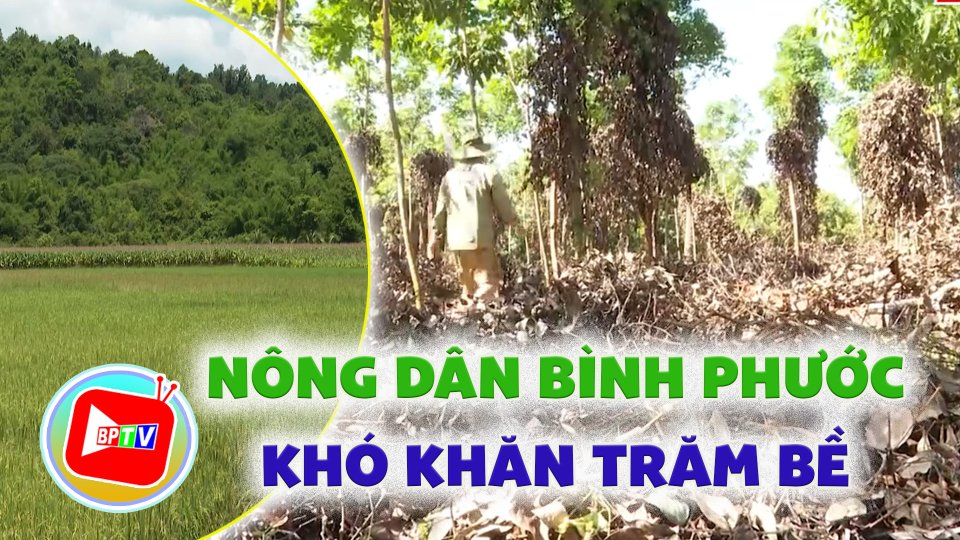 Nông dân Bình Phước trong vòng xoáy khó khăn 