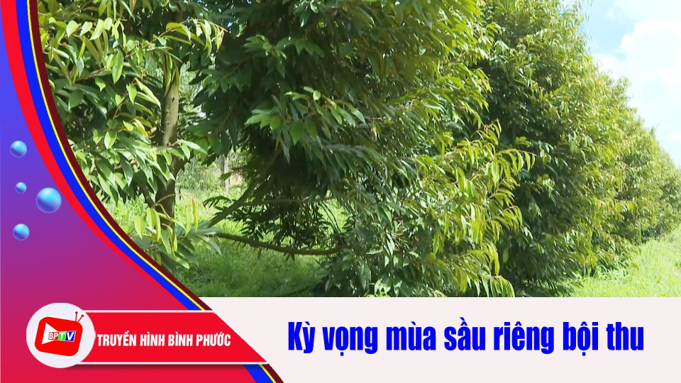 Nông dân kỳ vọng vào niên vụ sầu riêng |BPTV