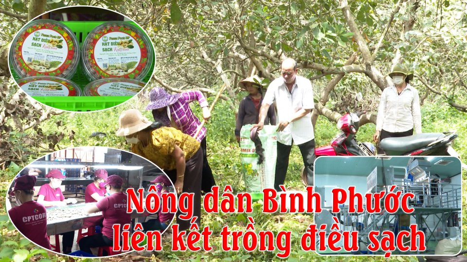 Nông dân liên kết trồng điều sạch | Nông nghiệp xanh |BPTV