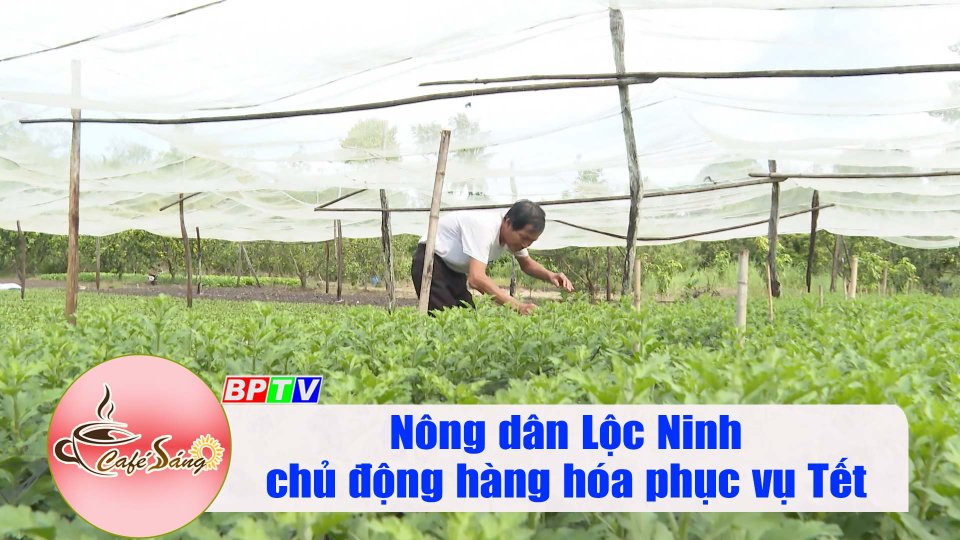 Nông dân Lộc Ninh chủ động hàng hóa phục vụ Tết |Cà phê sáng 11-12-2022 |BPTV