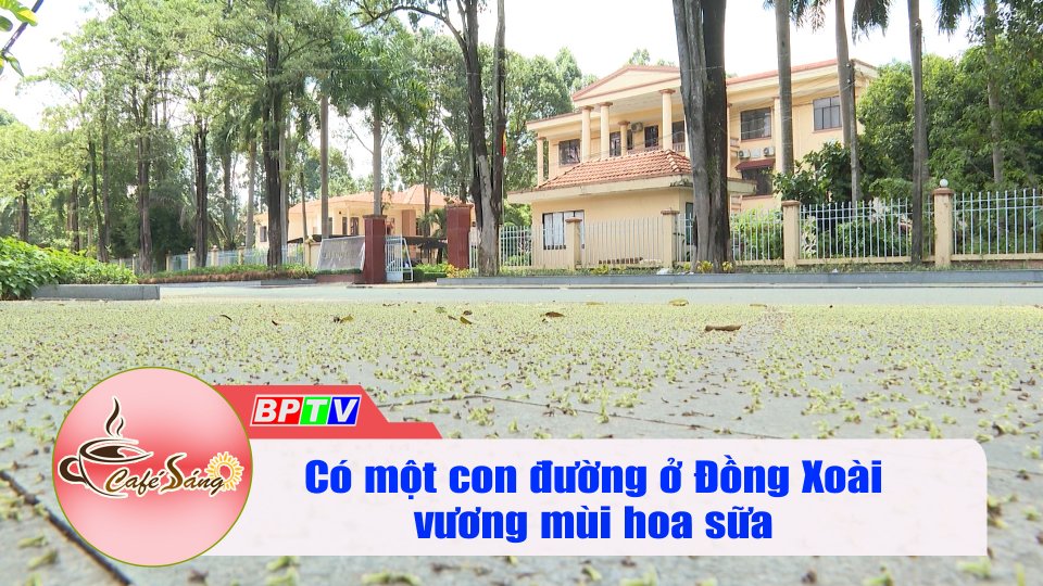 Nồng nàn mùi hoa sữa giữa lòng thành phố Đồng Xoài |Cà phê sáng 31-10-2021 |BPTV