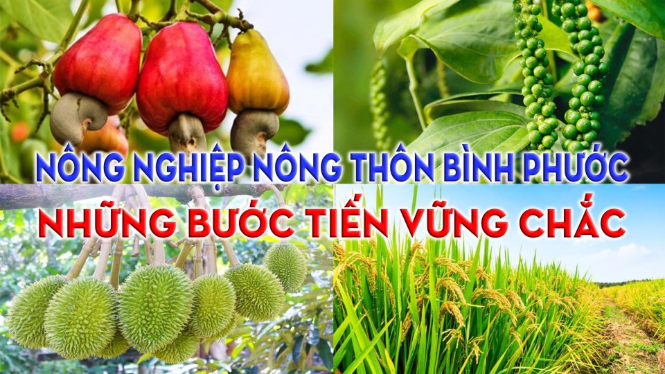 Nông nghiệp nông thôn Bình Phước - Những bước tiến vững chắc