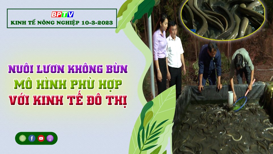 Nuôi lươn không bùn: Mô hình phù hợp với kinh tế đô thị