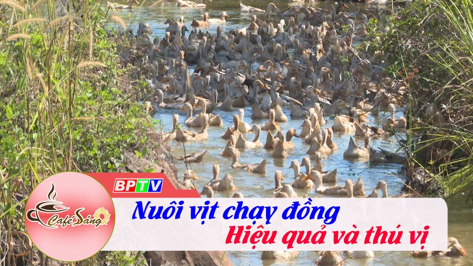 Nuôi vịt chạy đồng: Hiệu quả và thú vị |Cà phê sáng 26-11-2022 ||BPTV