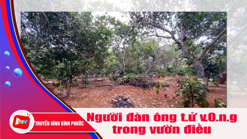 Phát hiện người đàn ông t.ử v,0.n.g trong vườn điều |BPTV