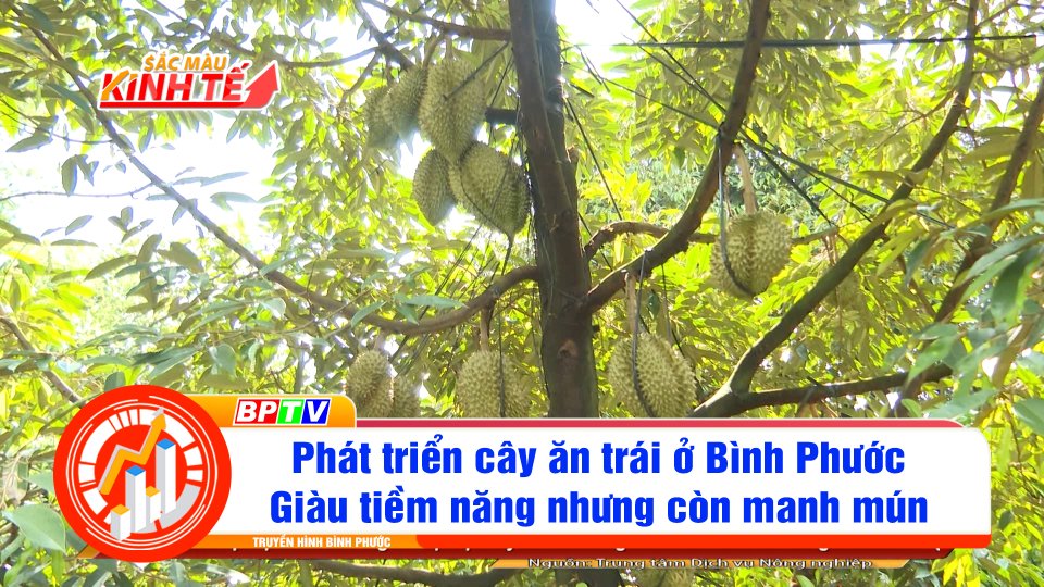 Phát triển cây ăn trái ở Bình Phước: Giàu tiềm năng nhưng thiếu liên kết | BPTV