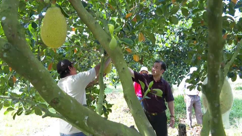 Khát vọng nông nghiệp Bù Đốp