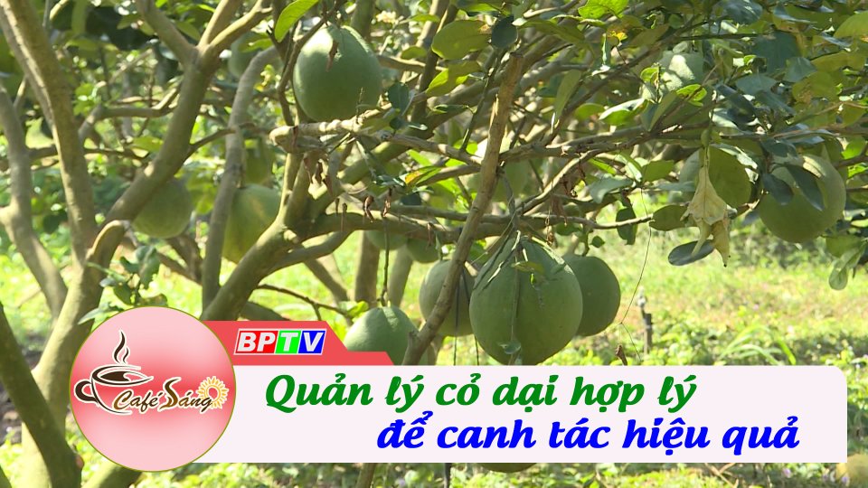 Quản lý cỏ dại - Giải pháp nông nghiệp đa tác dụng | Cà phê sáng 25-6-2022 | BPTV