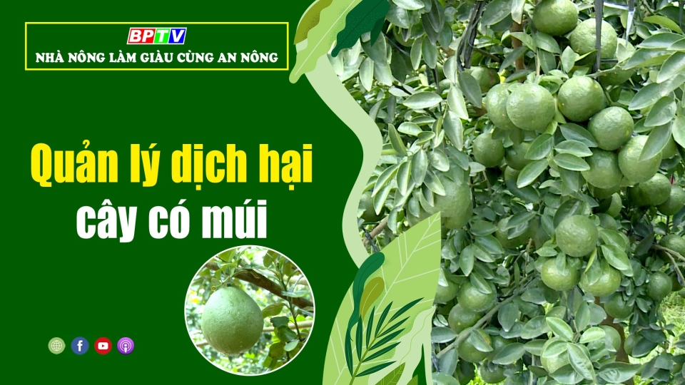 🍀 Quản lý dịch hại cây có múi | Nhà nông làm giàu cùng An Nông