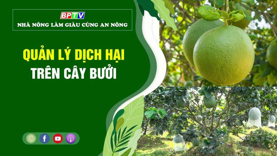 🍀 Quản lý dịch hại trên cây bưởi | Nhà nông làm giàu cùng An Nông 	