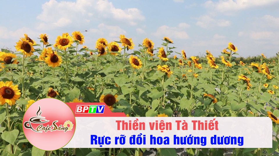 Rực rỡ đồi hoa hướng dương ở Thiền viện Tà Thiết | Cà phê sáng 9-2-2022 | BPTV