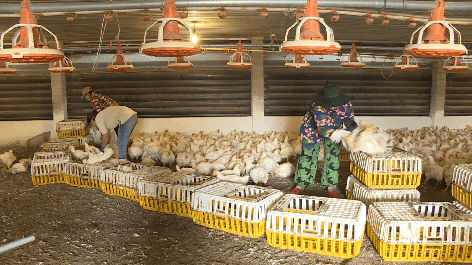 Sắc màu kinh tế 07-01-2022