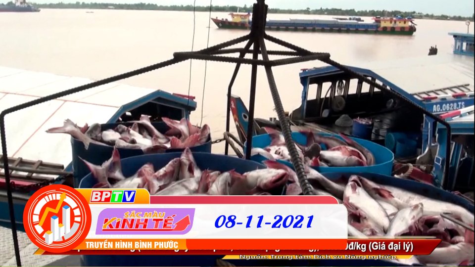 SẮC MÀU KINH TẾ 08-11-2021