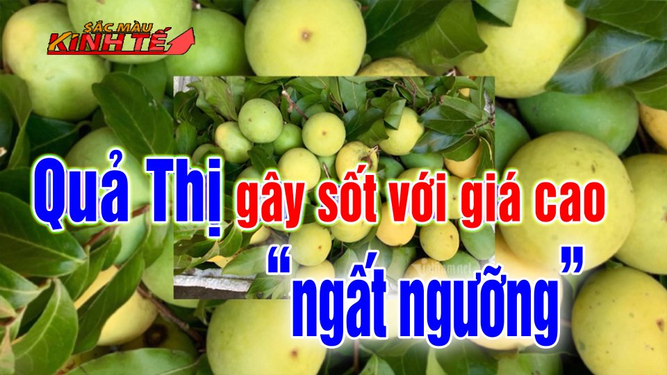 SẮC MÀU KINH TẾ |09-7-2021|Người dân Hà Nội lùng mua quả Thị