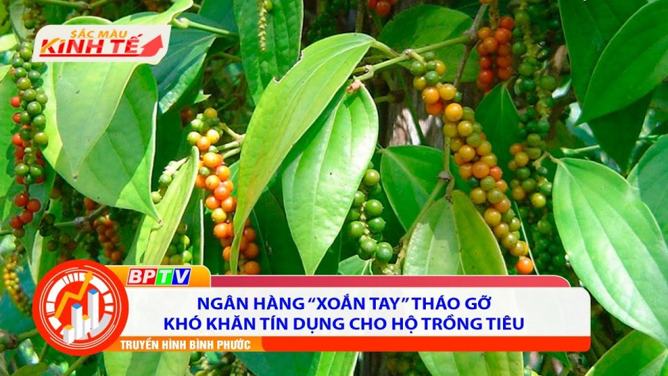 Sắc màu kinh tế 11-10-2021 | Tháo gỡ khó khăn tín dụng cho hộ trồng tiêu