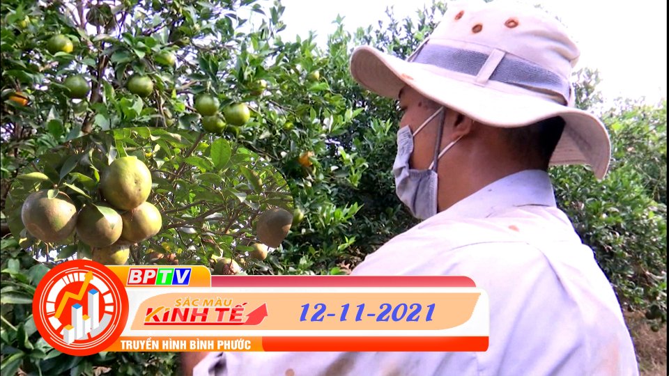 SẮC MÀU KINH TẾ 12-11-2021