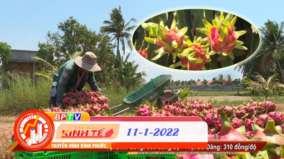 SẮC MÀU KINH TẾ 11-1-2022 